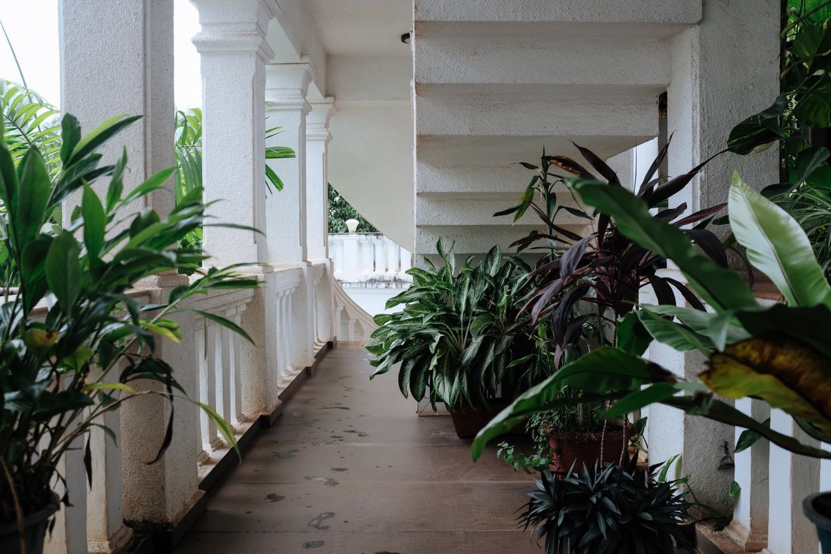 A corridor with tropical plants in pots on the right side. 