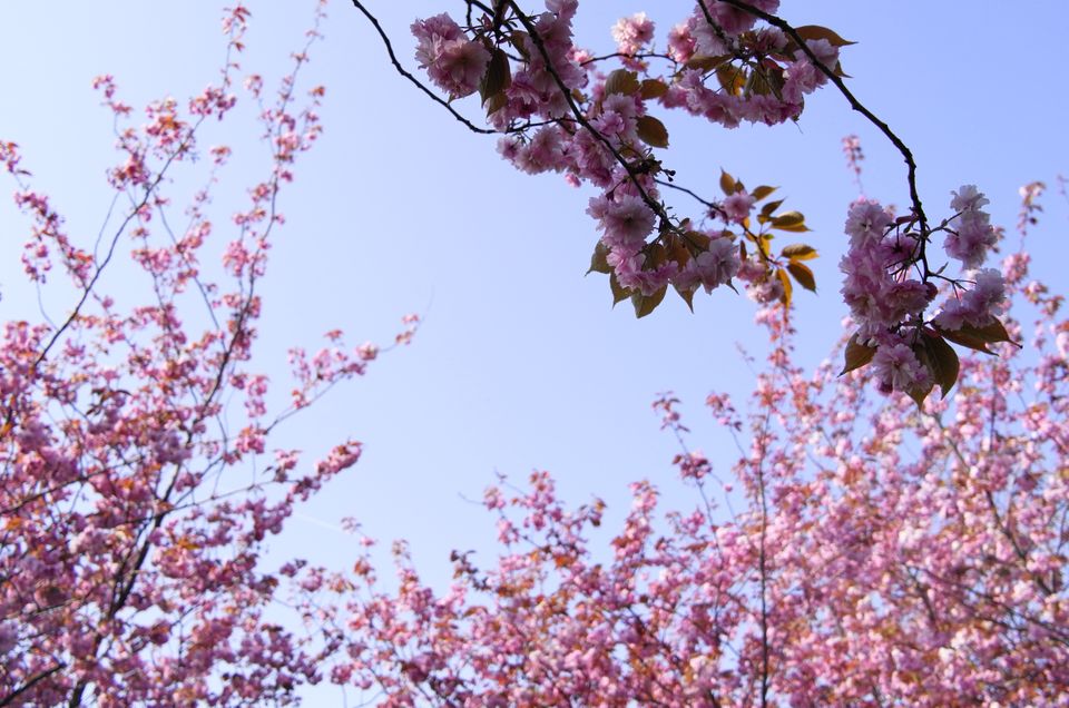 Low angle shot of a cherry blossom tree against the backdrop of the blue sky. 